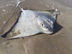 Myliobatis tenuicaudatus