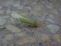 Panchlora nivea