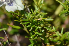 Prostanthera serpyllifolia