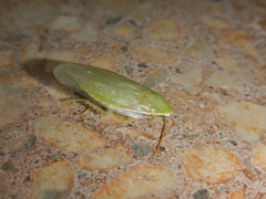 Panchlora nivea