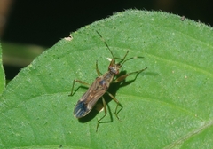 Neopamera