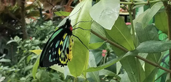 Ornithoptera