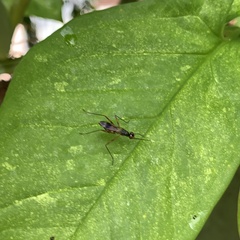 Rainieria
