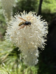 Hadromyia aldrichi
