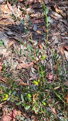 Acacia hispidula