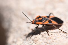 Spilostethus pacificus