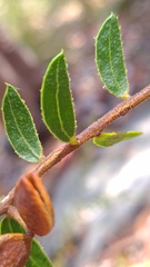 Acacia hispidula