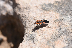 Spilostethus pacificus