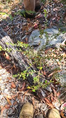 Acacia hispidula