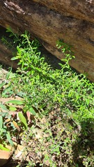 Philotheca hispidula