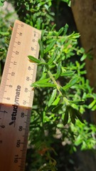 Philotheca hispidula