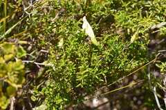 Prostanthera serpyllifolia