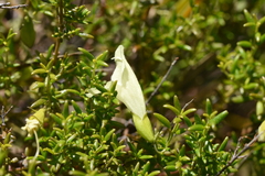 Prostanthera serpyllifolia