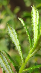 Philotheca hispidula