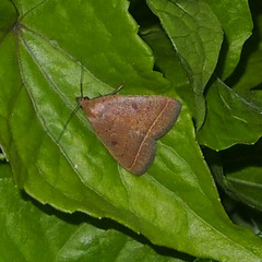 Simplicia cornicalis