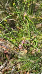 Epacris pulchella
