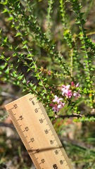 Epacris pulchella