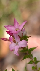 Epacris pulchella