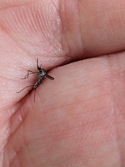 Tripteroides atripes