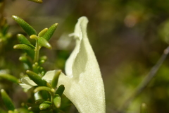 Prostanthera serpyllifolia