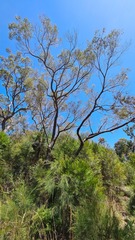Angophora bakeri