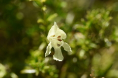 Prostanthera serpyllifolia