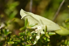 Prostanthera serpyllifolia