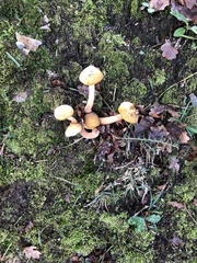 Physalacriaceae