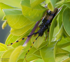 Dendrobias mandibularis