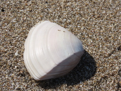 Crassula aequilatera