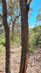 Angophora bakeri