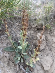 Penstemon carnosus