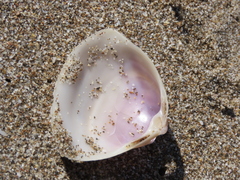 Crassula aequilatera