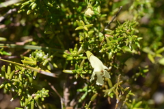 Prostanthera serpyllifolia