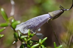 Prostanthera serpyllifolia