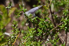 Prostanthera serpyllifolia