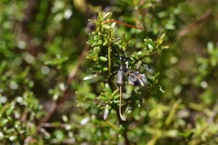 Prostanthera serpyllifolia