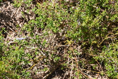 Prostanthera serpyllifolia