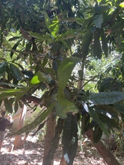 Buckinghamia ferruginiflora