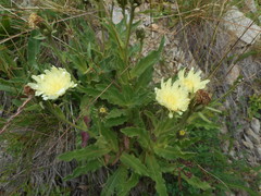 Schlagintweitia intybacea