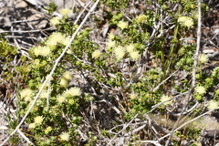 Microcybe pauciflora