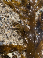 Desmarestia ligulata