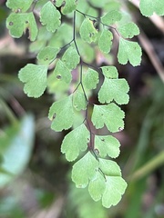 Adiantum raddianum