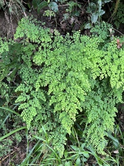 Adiantum raddianum