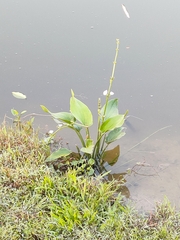 Echinodorus grandiflorus
