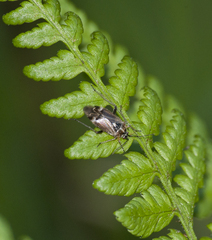 Harpocera thoracica