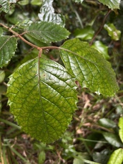 Curtisia dentata