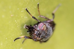 Notogramma