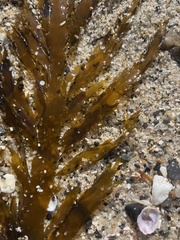 Desmarestia ligulata