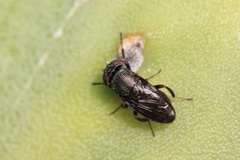 Notogramma